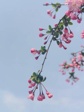 刘英华